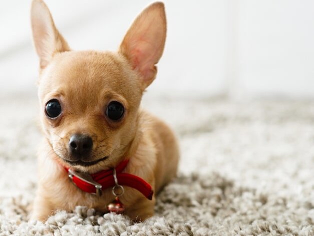 Small Puppy Sitting on a Tile Floor